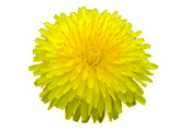 Dandelion PNG-12878